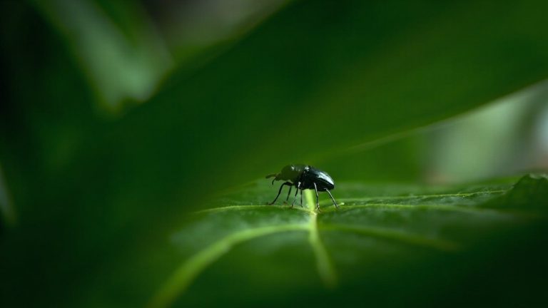petit insecte noir: identifiez le et protégez votre foyer