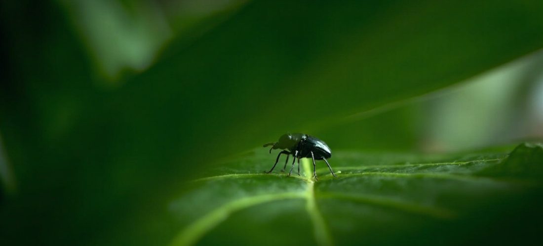 petit insecte noir: identifiez le et protégez votre foyer